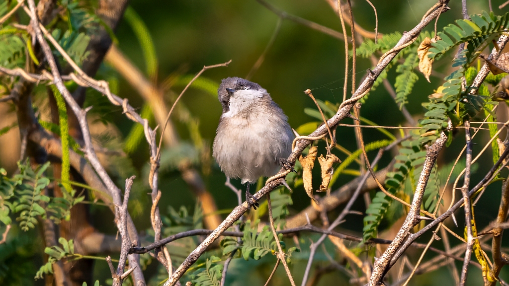 Lesser Whitethroat 